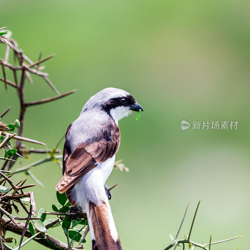 捕食-灰背财政伯劳(Lanius excubitoroides)与蠕虫